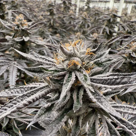 Freedom Road - Lemon Cherry Gelato - 1