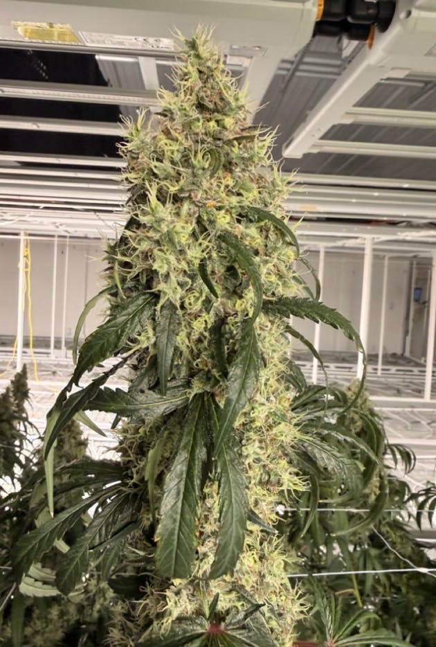 Delta Bud Company - Golden Goat | Flower | 7G - 1