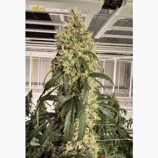 Delta Bud Company - Golden Goat | Flower | 7G - 1