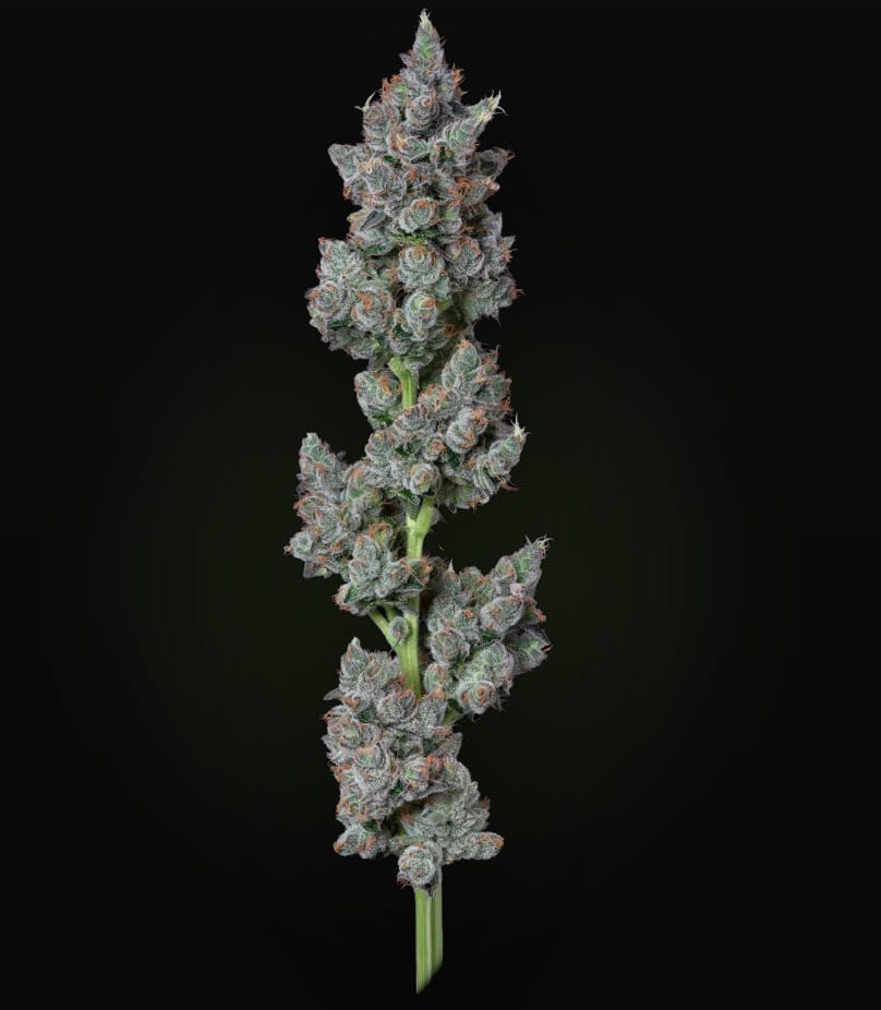 AltSol - Zack's Cake | Big Buds | 1g - 1