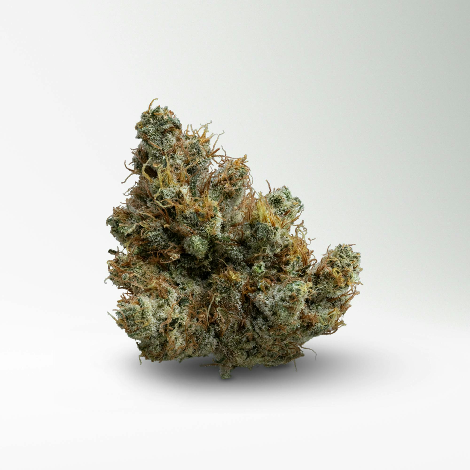 Wood Wide - Wood Wide | Dutch Treat | Big Buds | 3.5g - 1