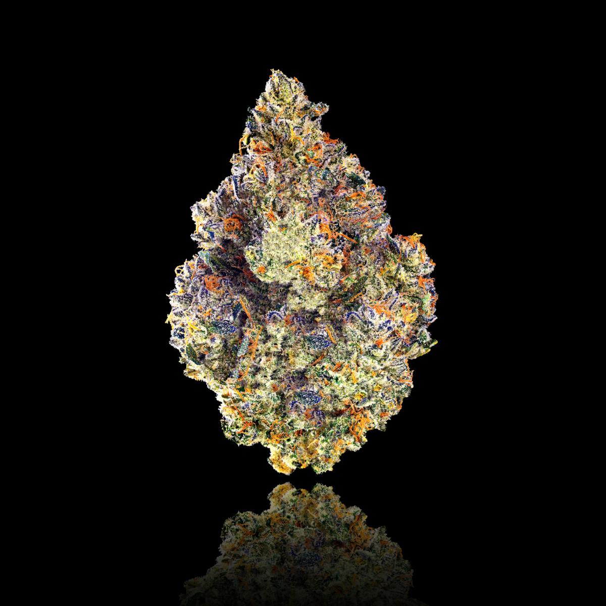 Maven Genetics - Chem 51 All-In-One Gold Blend - 1