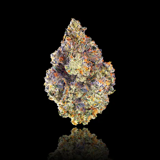 Maven Genetics - Chem 51 All-In-One Gold Blend - 1