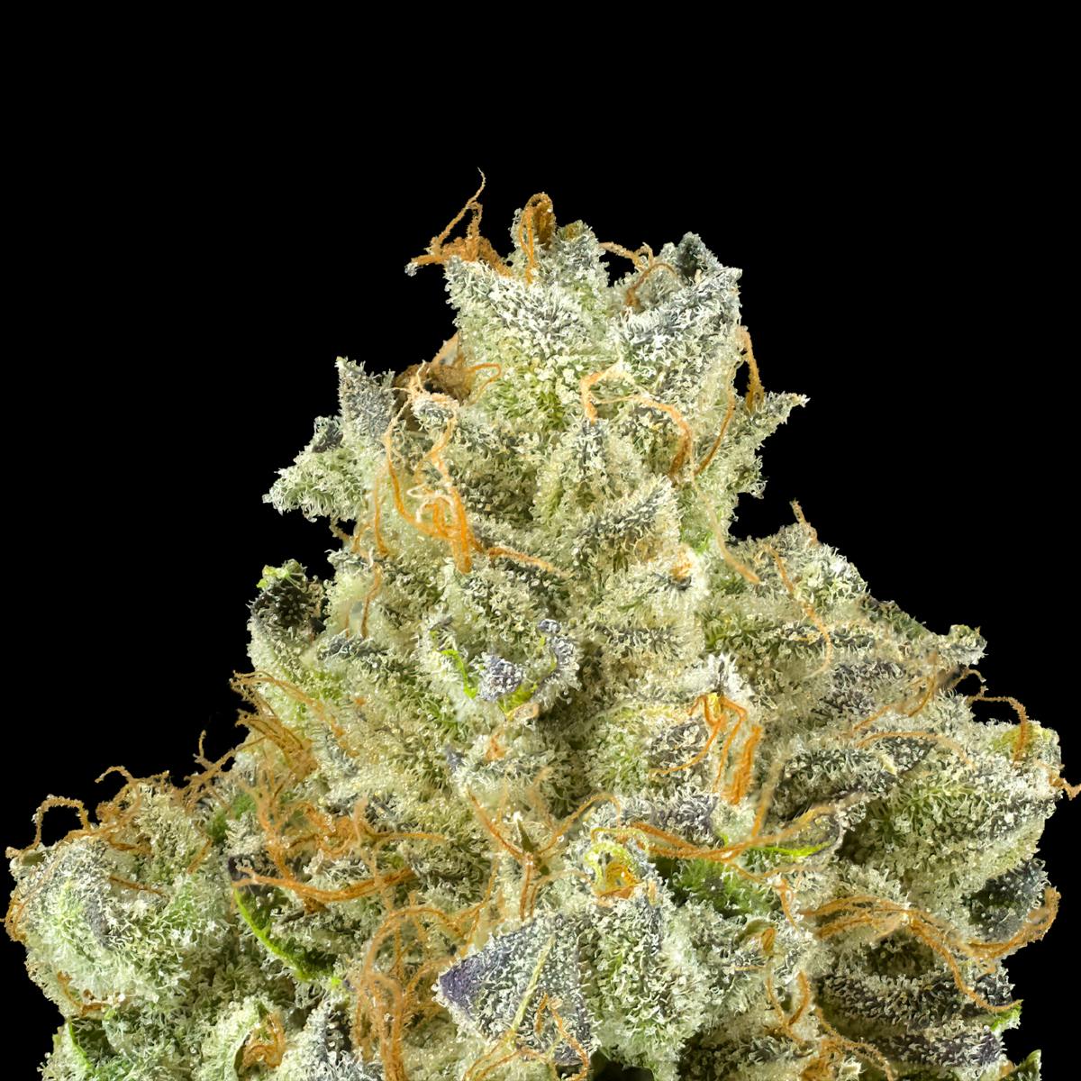 ぶるーべりー Blueberry Zkz - Maven Genetics