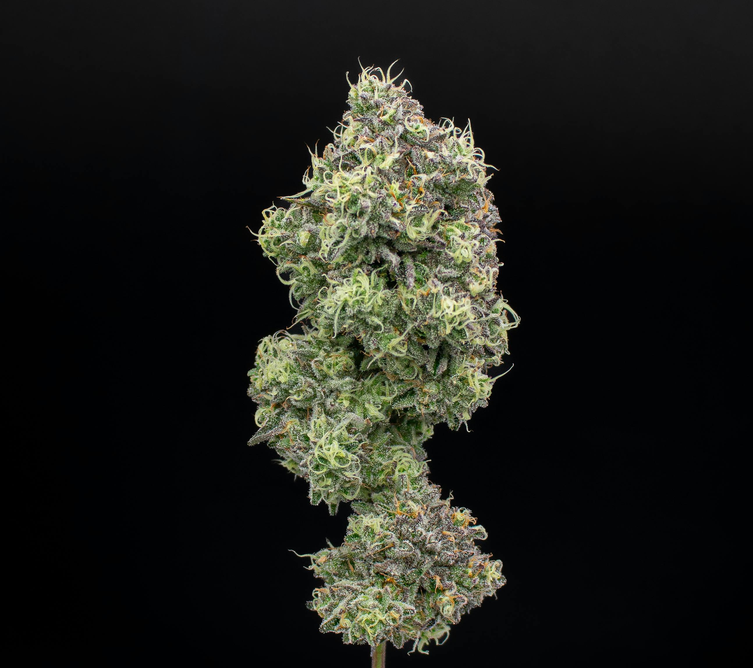 Green Dynasty - Zoap | Infused Joints | 0.5g each | 3pk - 1