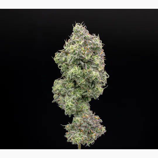 Green Dynasty - Zoap | Infused Joints | 0.5g each | 3pk - 1