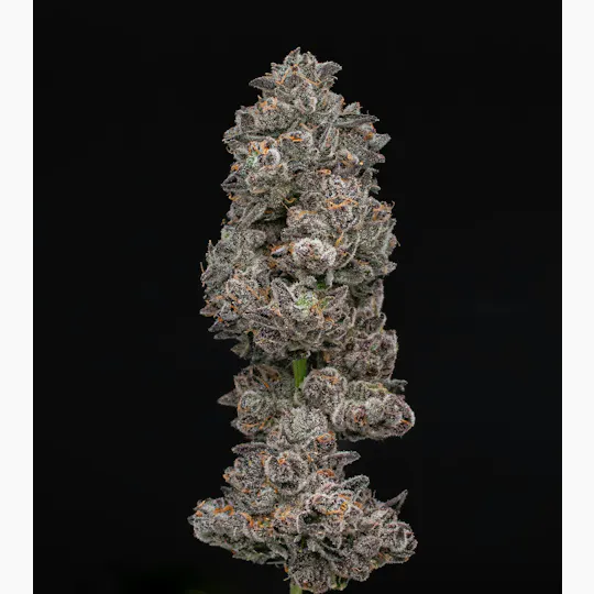 Green Dynasty - Beach Wedding | Smalls | 14g - 1