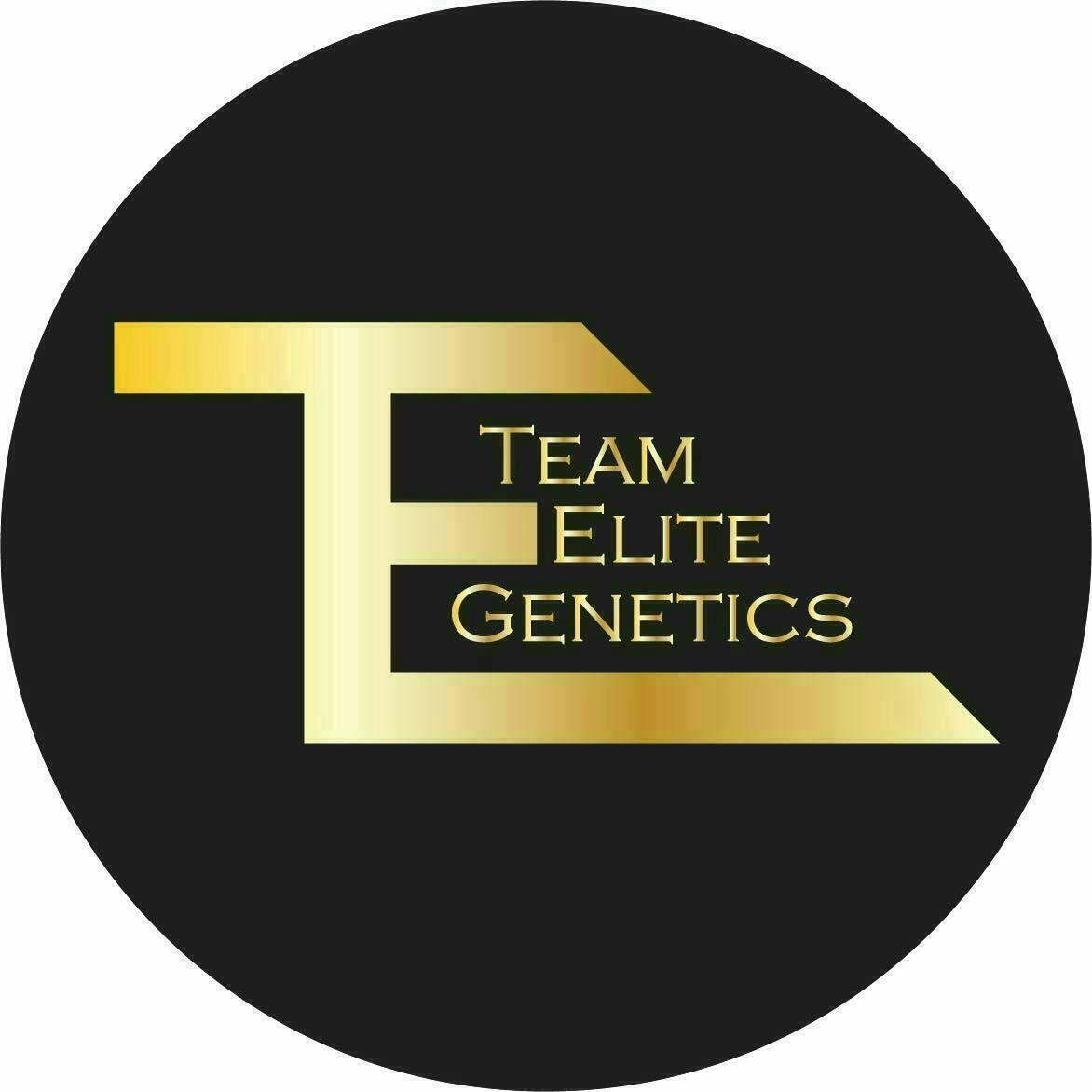 Team Elite Genetics - Cheese Loaf | Live Rosin | Cold Cure Badder | 1g - 1