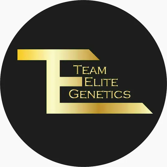 Team Elite Genetics - Cheese Loaf | Live Rosin | Cold Cure Badder | 1g - 1