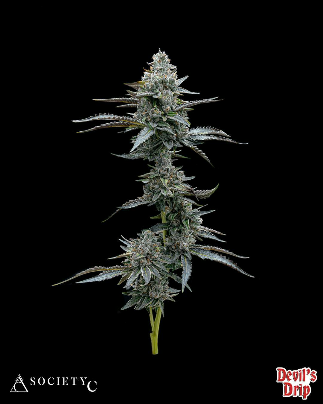 Society C - Society C | Devils Drip | Big Buds | 3.5g - 1