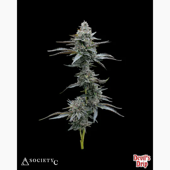 Society C - Society C | Devils Drip | Big Buds | 3.5g - 1
