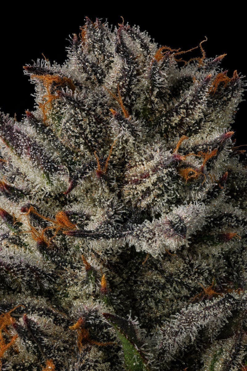 Decibel Gardens - Grape Punch | Pre Roll | 0.75g - 1
