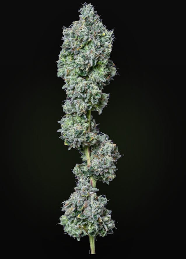 AltSol - Gelatti Mint | Joint | 1g - 1