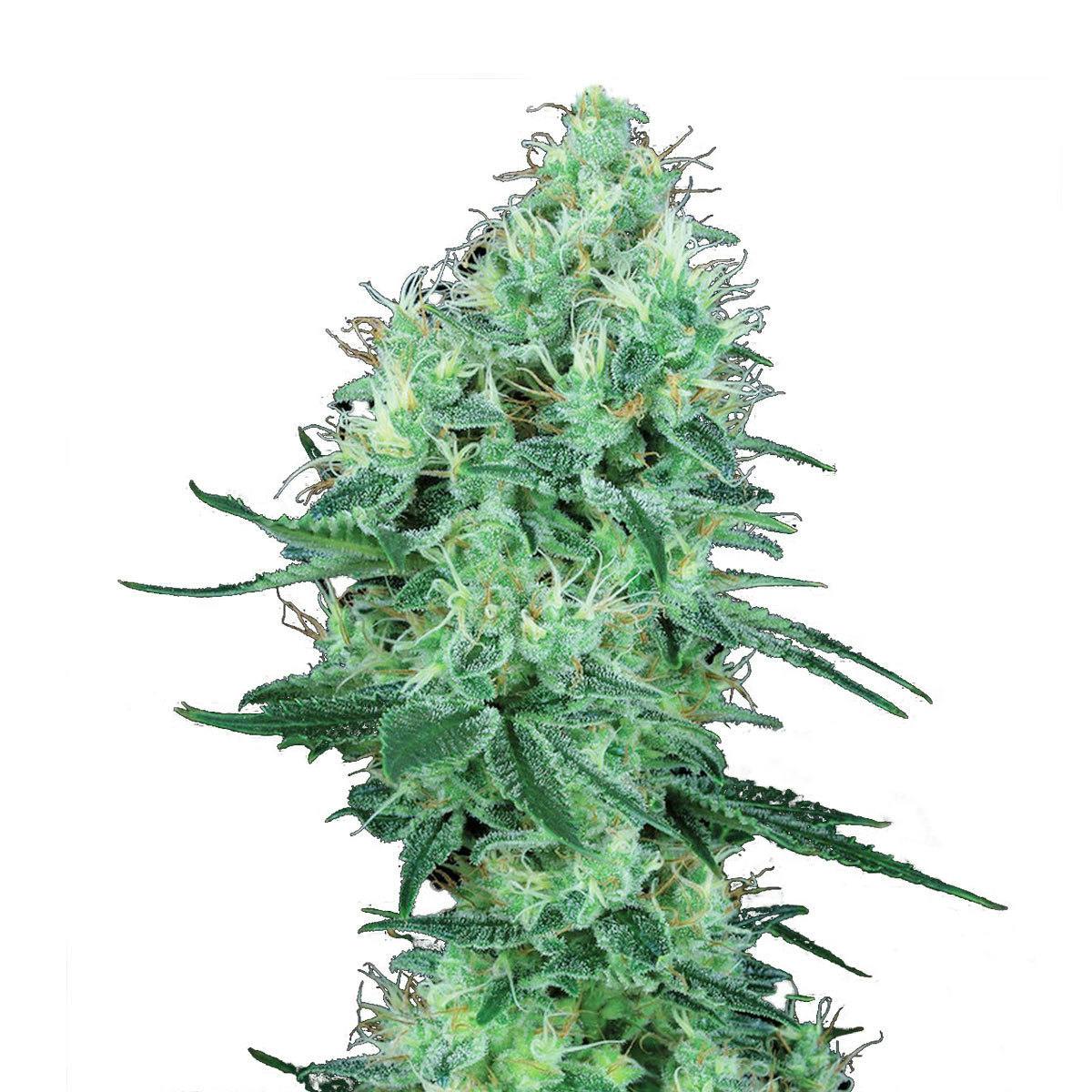 TH Seeds® - Electric Lemon G - 1