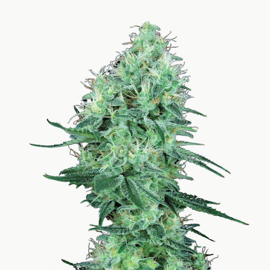 TH Seeds® - Electric Lemon G - 1
