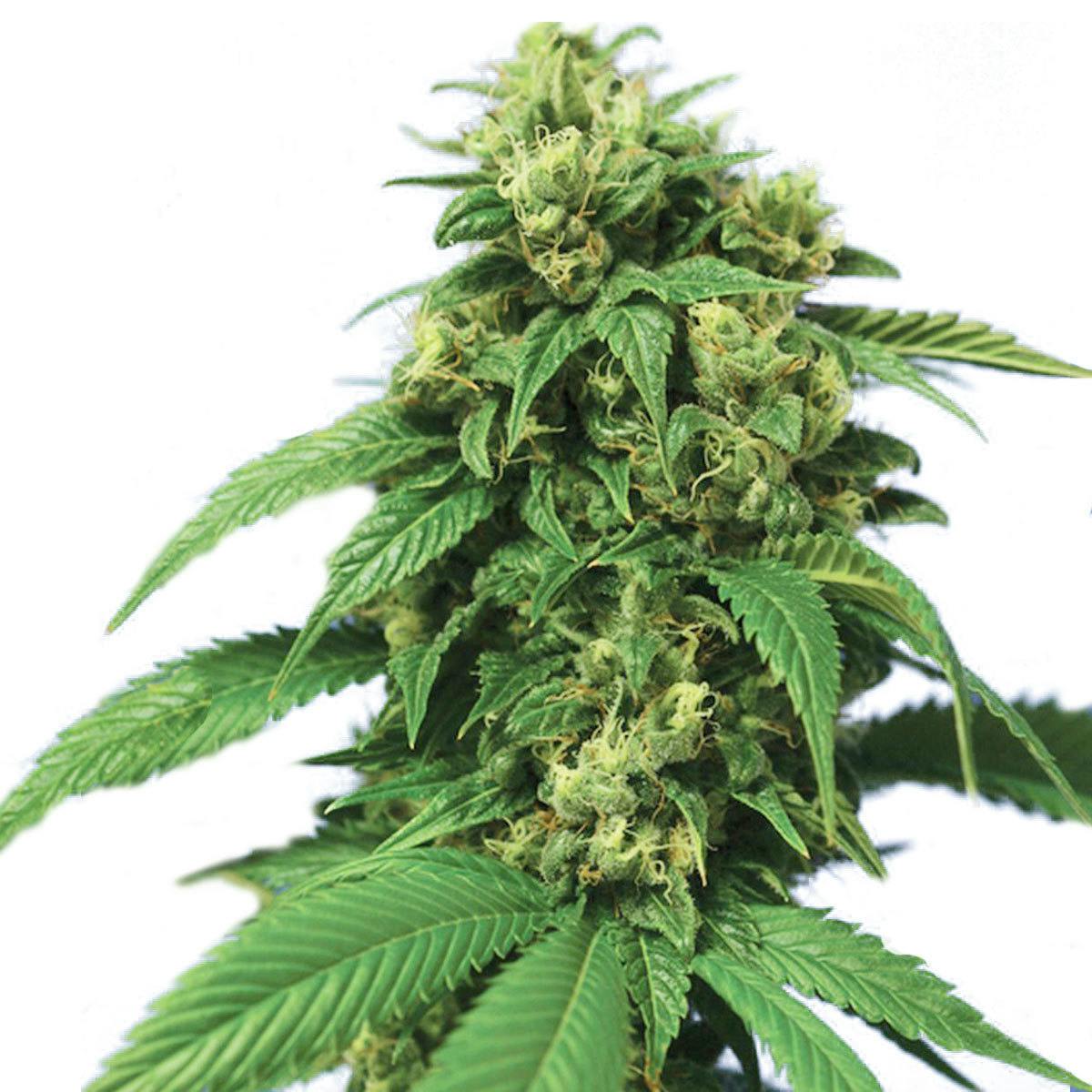 TH Seeds® - Wreckage - 1