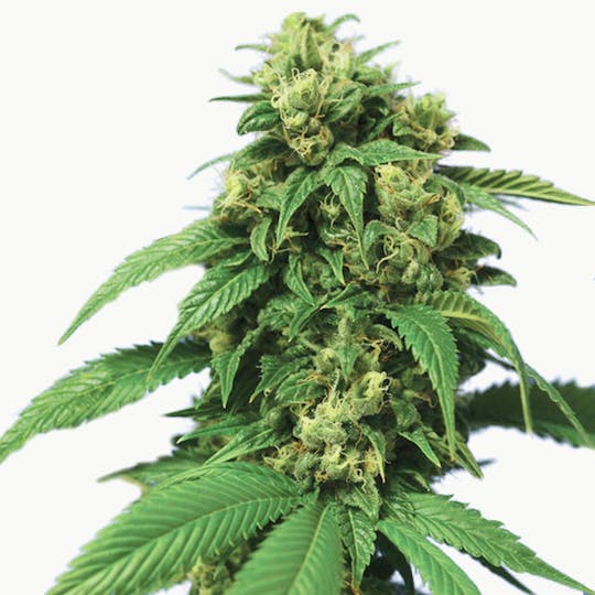 TH Seeds® - Wreckage - 1