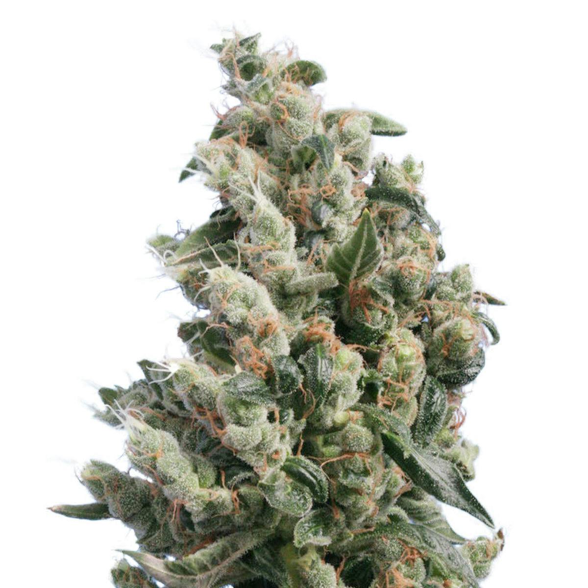 TH Seeds® - Kushage - 1