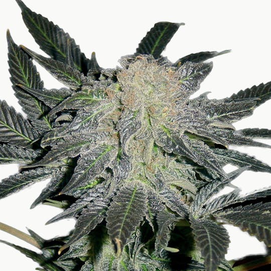 TH Seeds® - Mendocino Madness - 1