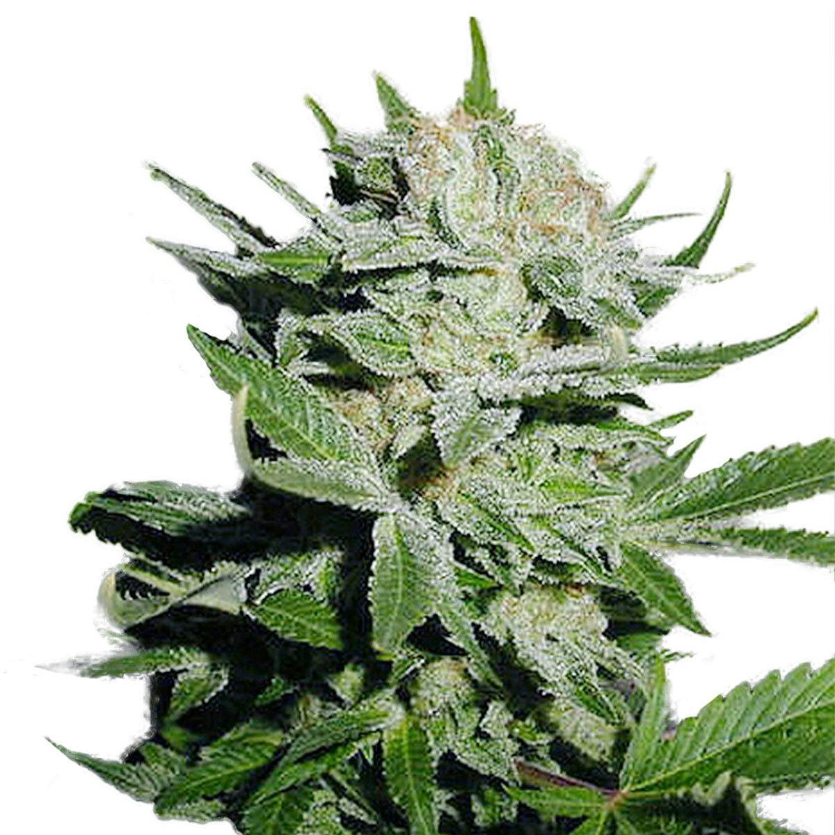 TH Seeds® - Heavy Duty Fruity - 1