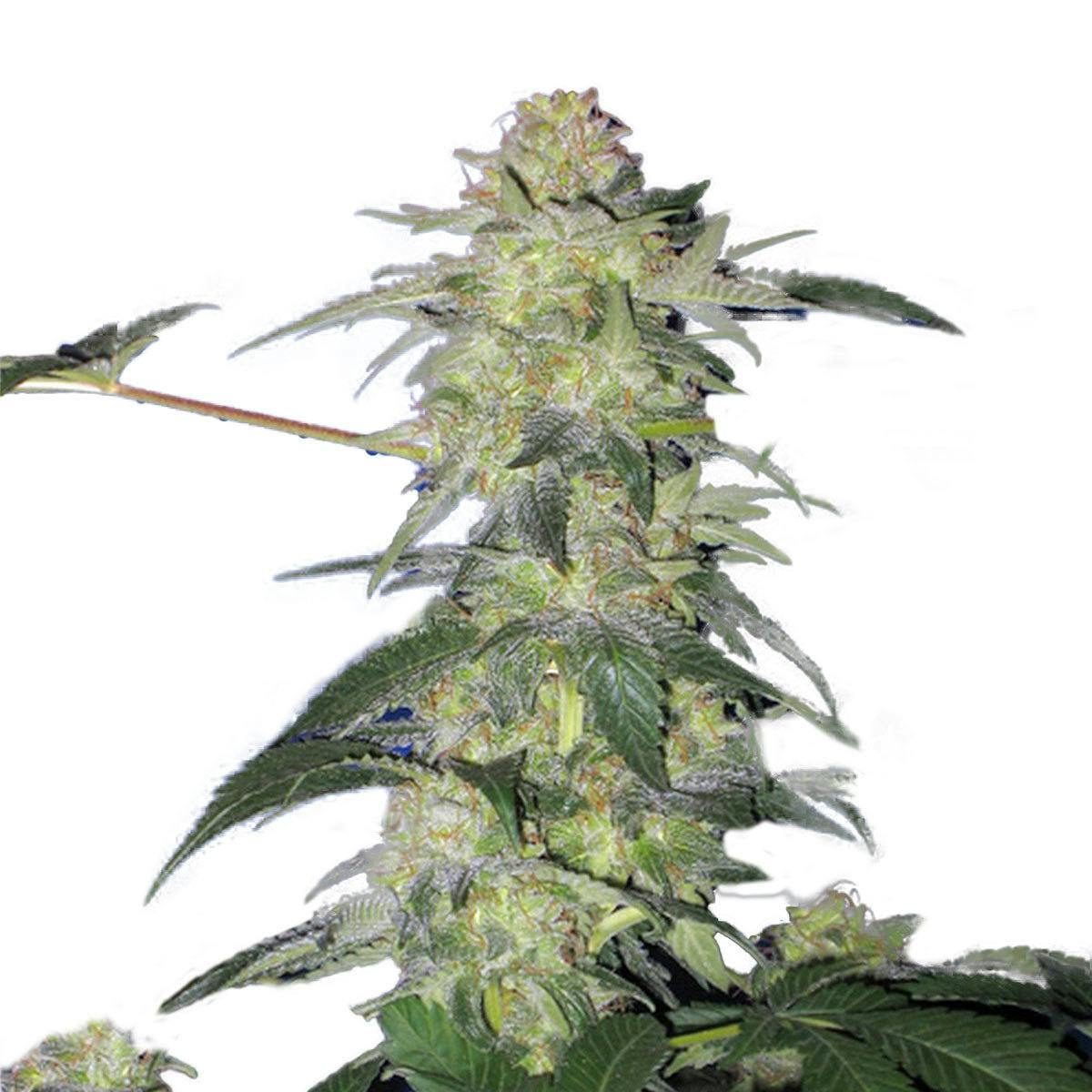TH Seeds® - The H.O.G. - 1