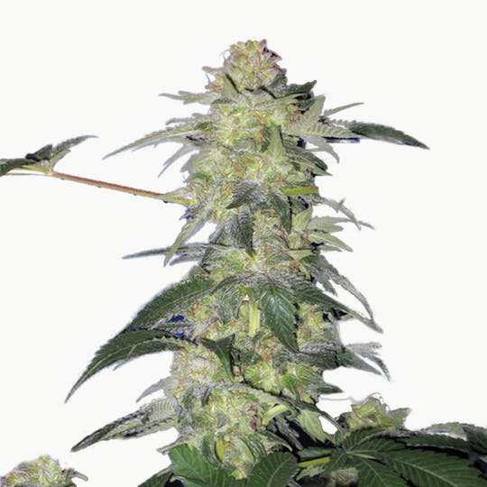 TH Seeds® - The H.O.G. - 1