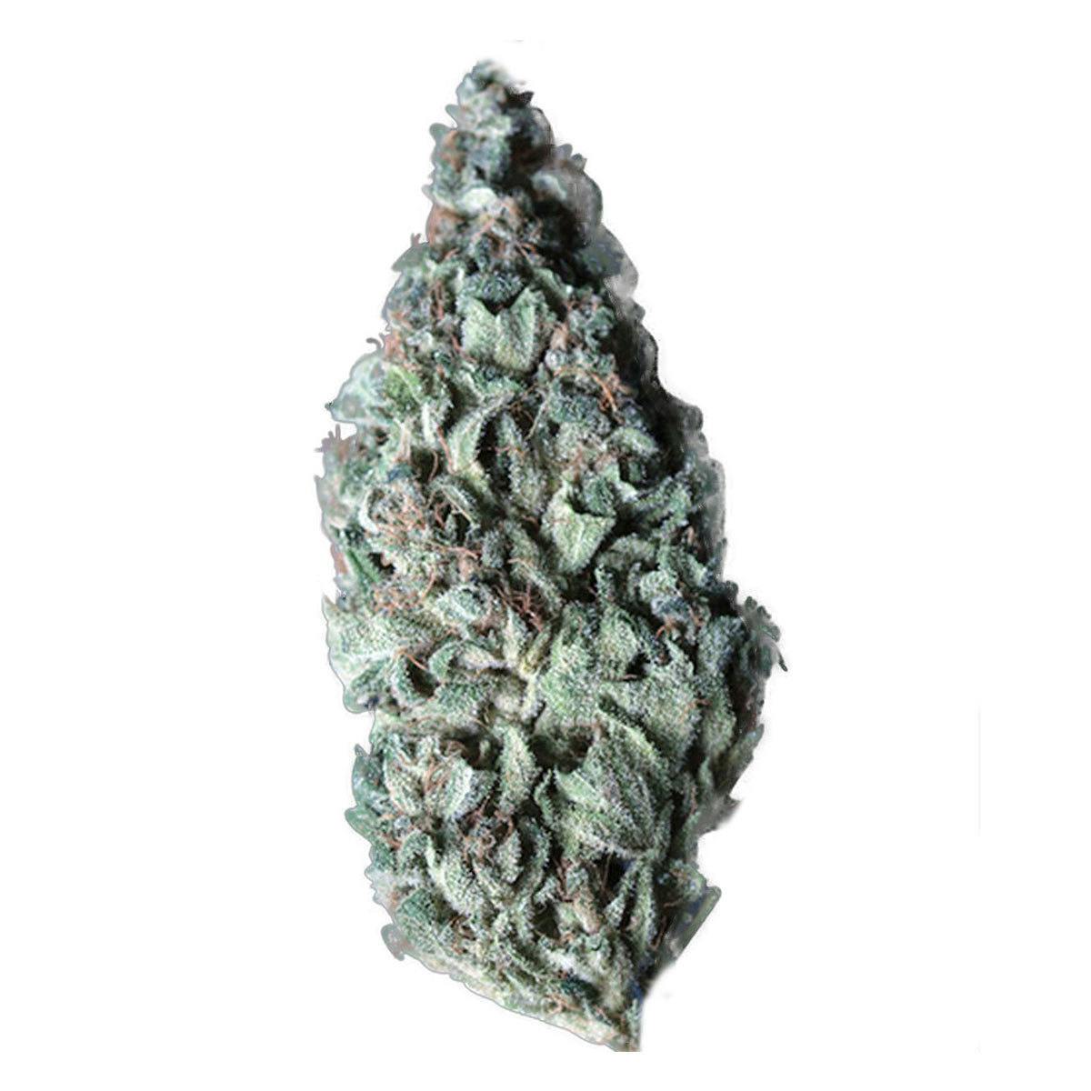 TH Seeds® - Lambo - 1
