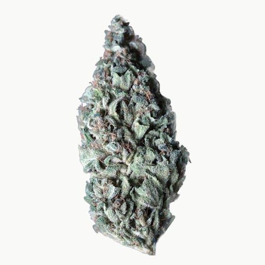 TH Seeds® - Lambo - 1