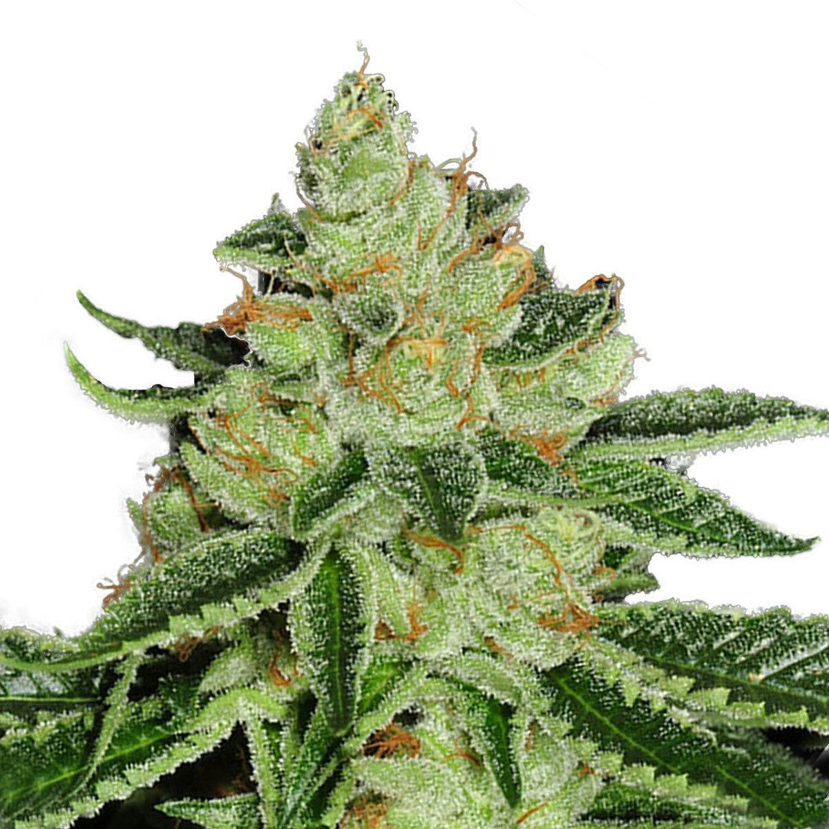 TH Seeds® - Cold Creek Kush - 1