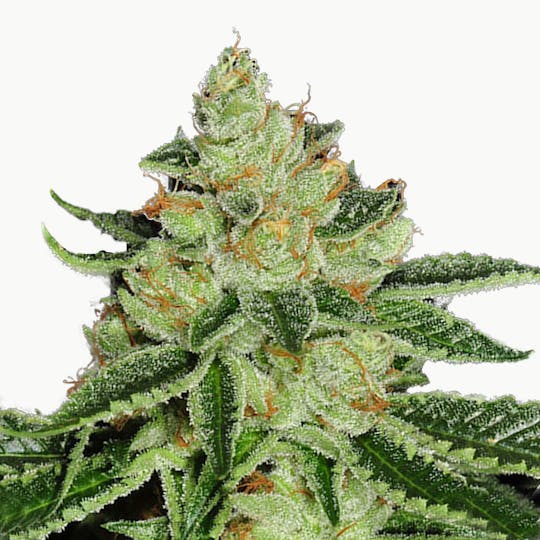TH Seeds® - Cold Creek Kush - 1