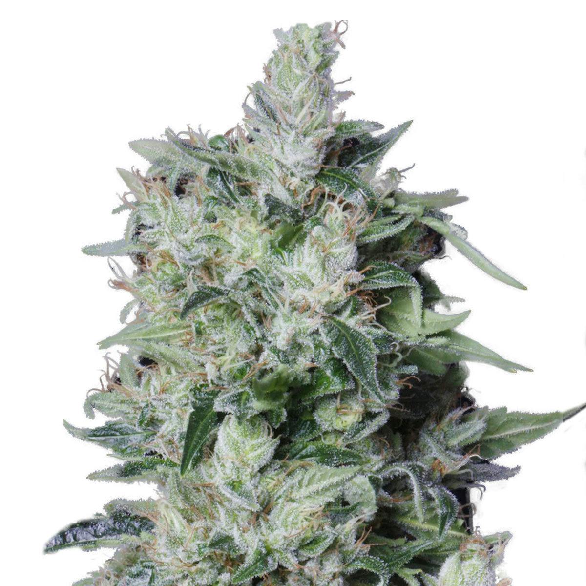 TH Seeds® - A-Train - 1