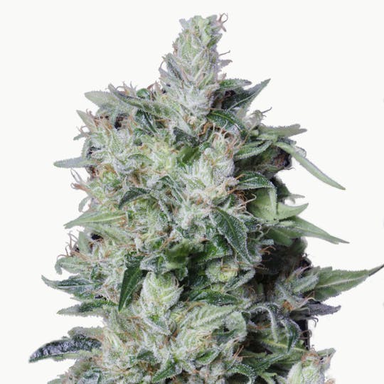TH Seeds® - A-Train - 1