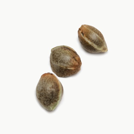 Suny Cheba - Applesauce, Pack of 10 - 1