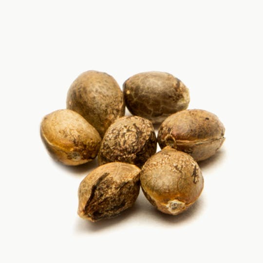 Suny Cheba - Goondox Rocks, Pack of 10 - 1