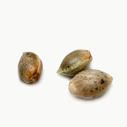 Suny Cheba - Truffle Shuffle, Pack of 10 - 1