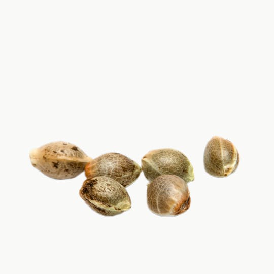 Top Dawg Seeds - Madela Haze, Pack of 10 - 1