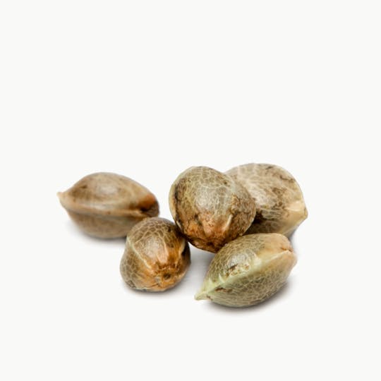 Top Dawg Seeds - Sour African, Pack of 10 - 1