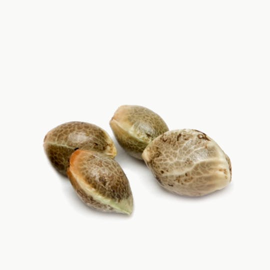 Top Dawg Seeds - High Time, Pack of 10 - 1