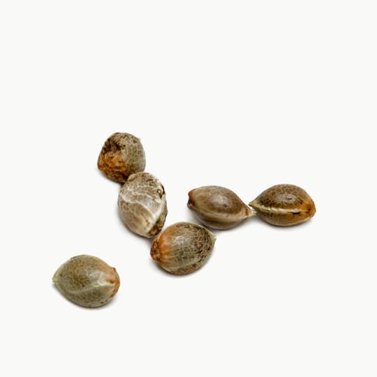 Top Dawg Seeds - Denver Diesel, Pack of 10 - 1