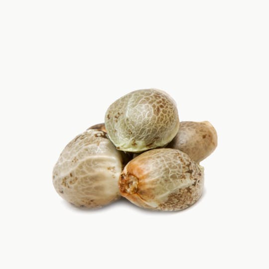 Top Dawg Seeds - Skunk OG, Pack of 10 - 1