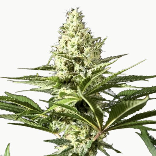 Philosopher Seeds - Black Bomb - Classic Line - 1