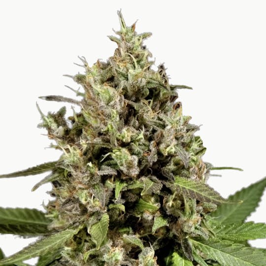 Philosopher Seeds - Sweet Love - 1