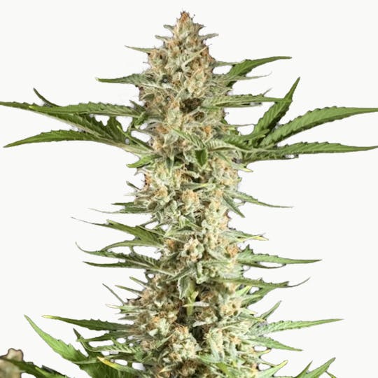 Philosopher Seeds - Fraggle Skunk Auto - 1