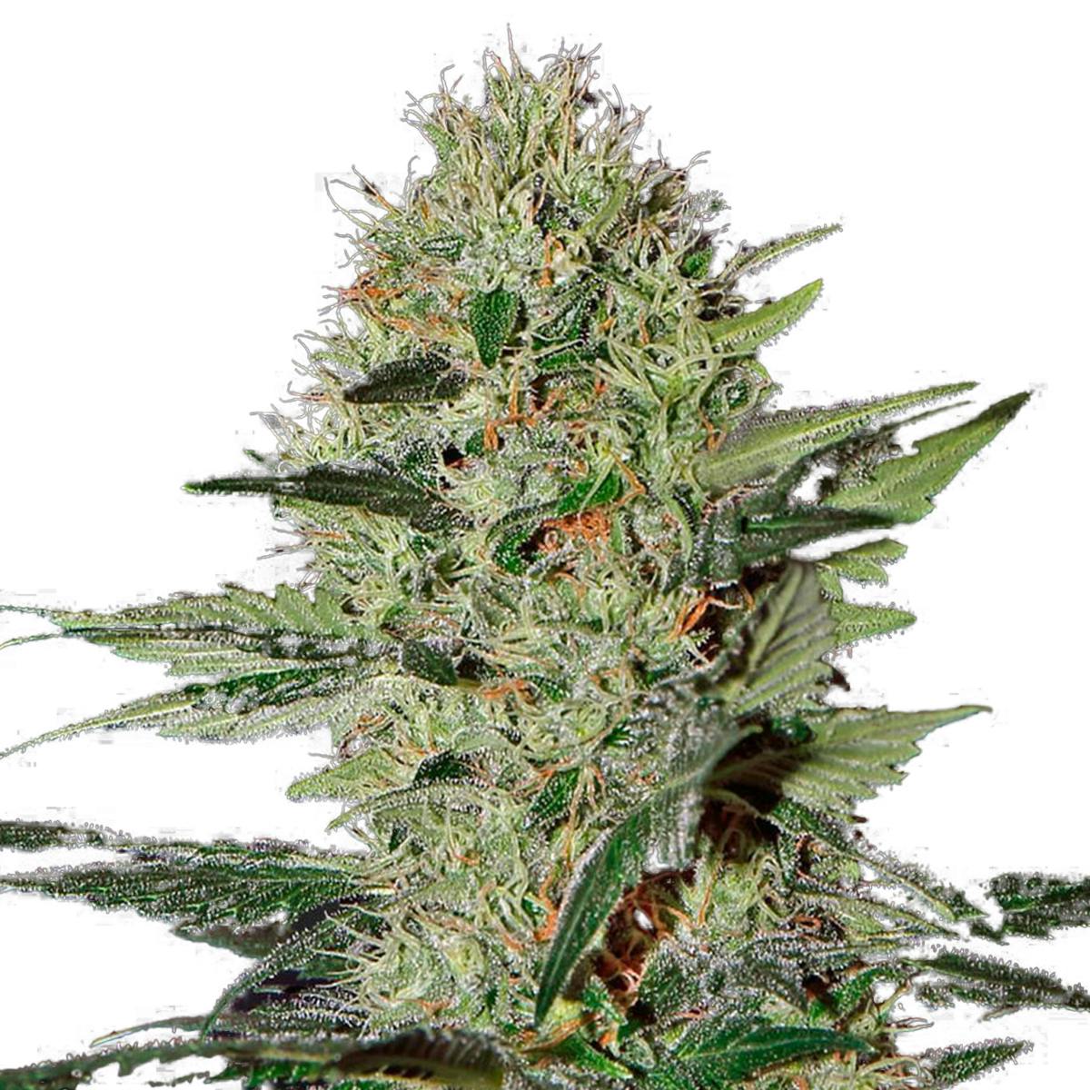 Green House Seed Co. - Exodus Cheese Auto CBD (Feminized) - 1
