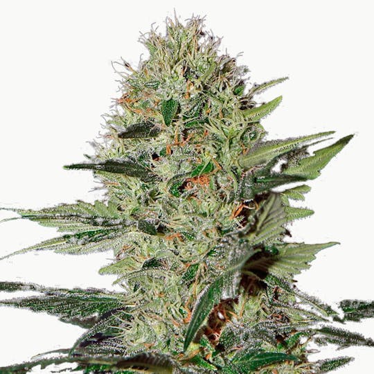 Green House Seed Co. - Exodus Cheese Auto CBD (Feminized) - 1