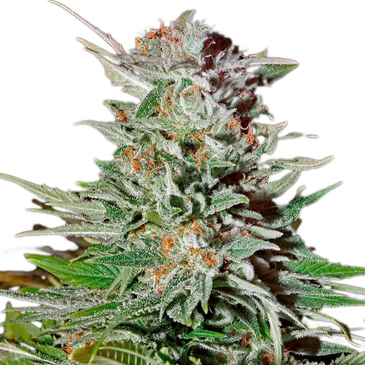 Green House Seed Co. - Super Lemon Haze Auto (Feminized) - 1