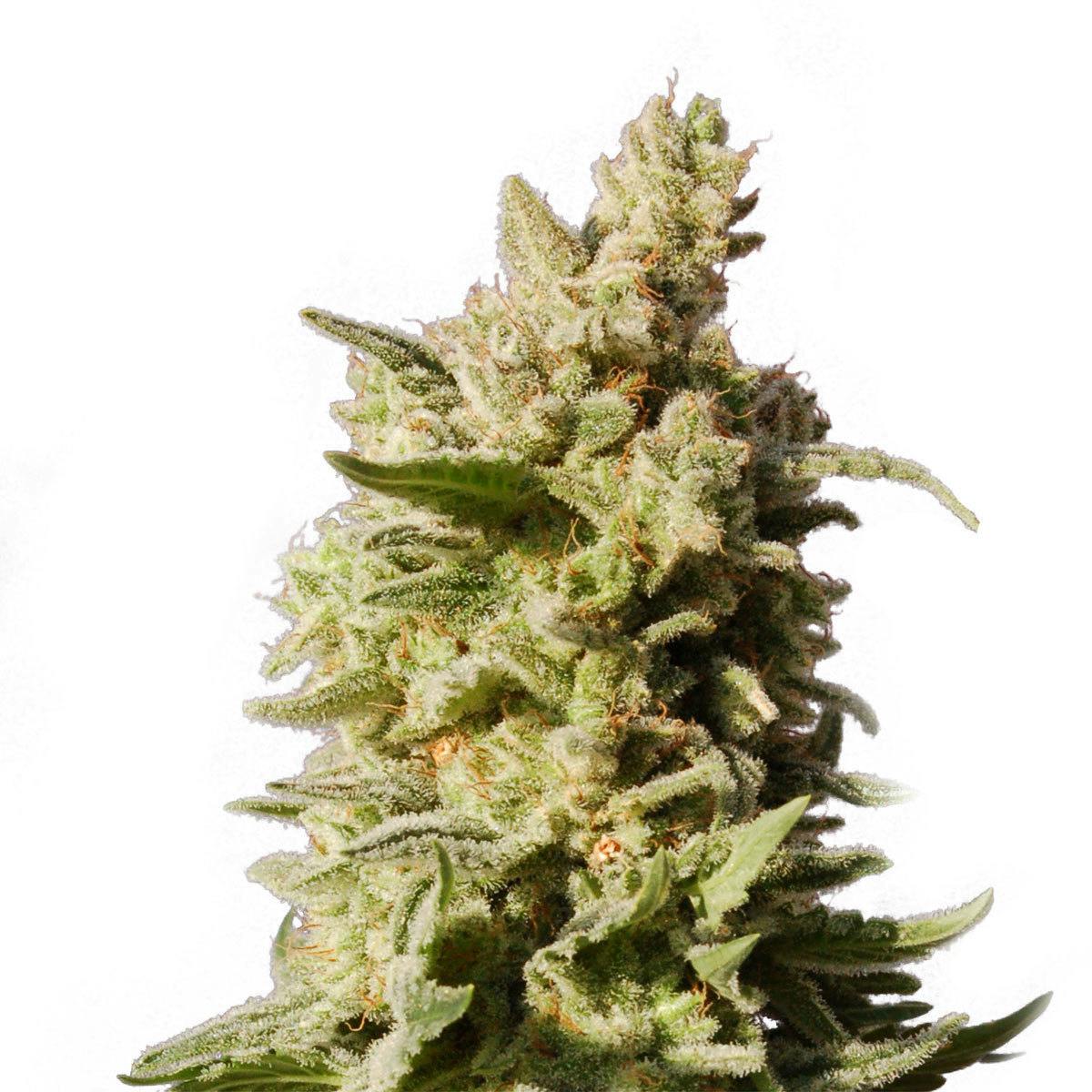 Kannabia Seed Company - Mataro Blue - 1