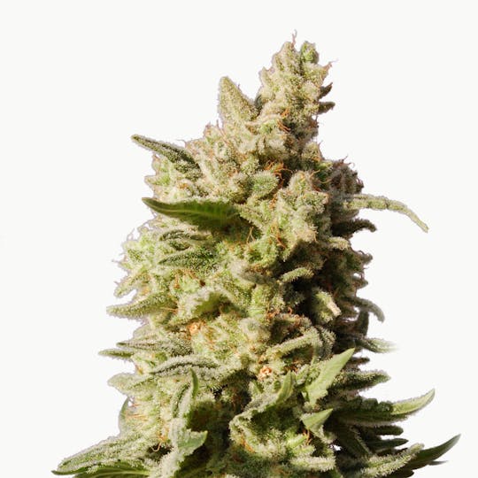 Kannabia Seed Company - Mataro Blue - 1