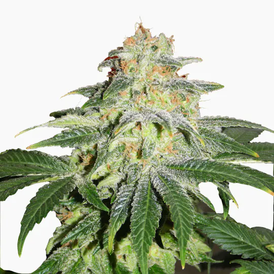 Kannabia Seed Company - Russian Doll - 1