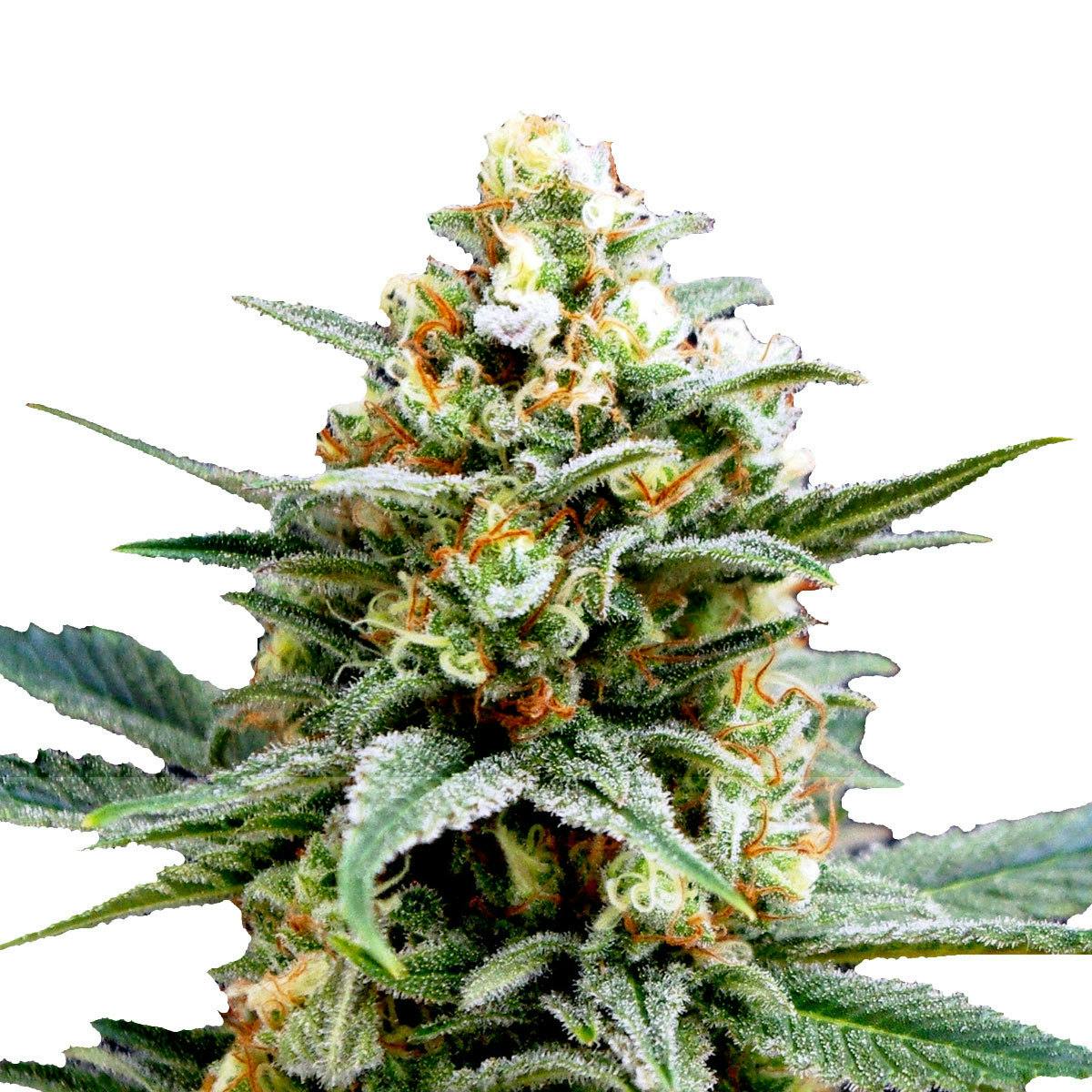 Kannabia Seed Company - Kritikal-K - 1